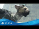 The Last Guardian (PS4)